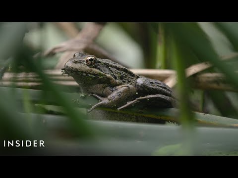 Why A Rare Frog's Mating Call Could Save Its Life