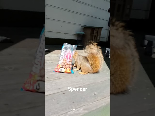 Spencer Likes Hazelnuts #squirrelyneighbors  #squirrelfriends