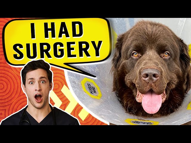 Bear Had Surgery | Gentle Giant Newfie Puppy
