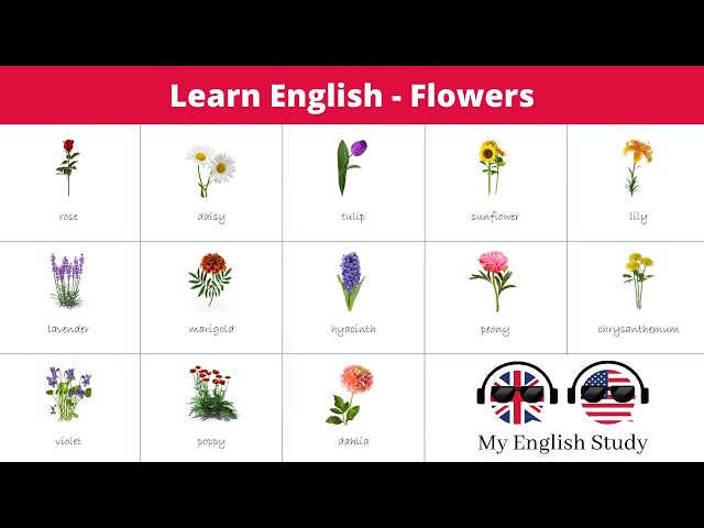 Learn English Vocabulary #46 | Flower Names in English