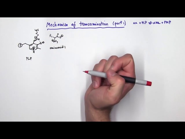 PLP (Pyridoxal Phosphate) Reactions