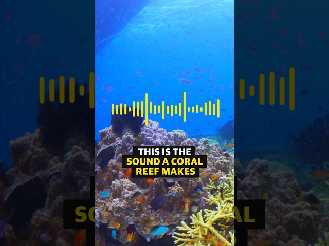 How coral sounds can heal dying reefs