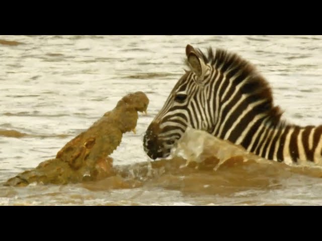 Serengeti - Shani the Zebra & her foal battle against the raging river & crocodiles