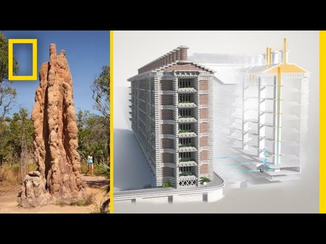 See How Termites Inspired a Building That Can Cool Itself | Decoder