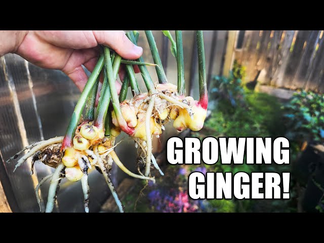 Growing Indoor Ginger, Sprouted From Store Bought! - 2020