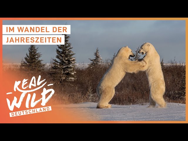 Doku: Tiere & Natur im Wandel der Jahreszeiten | Real Wild Deutschland