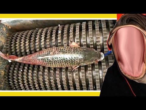 How Fish Is Made (HowItsMade #2)