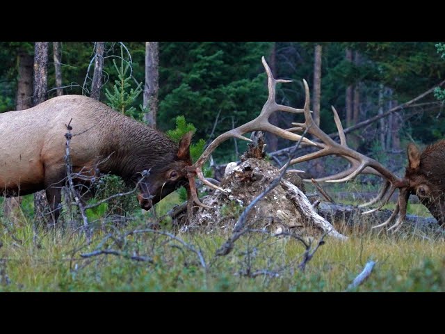 Big Elk Bulls Bugle and Square Off During the Beginning of the Rut