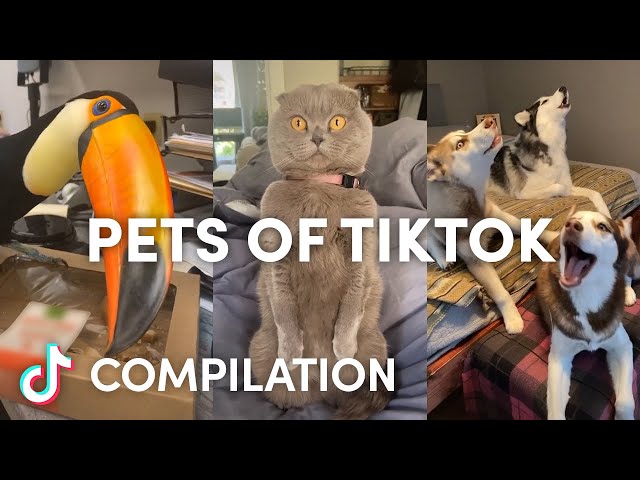 Pets of TikTok | Compilation | TikTok