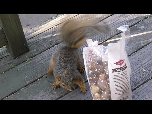 Spencer the Squirrel - Papa's Got a Brand New Bag (of Nuts)
