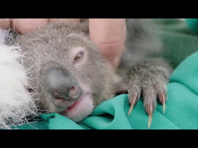 Omeo the Koala Joey is Thriving
