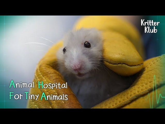 Today's Patient: Golden Hamster l Animal Hospital For Tiny Animals Ep 4