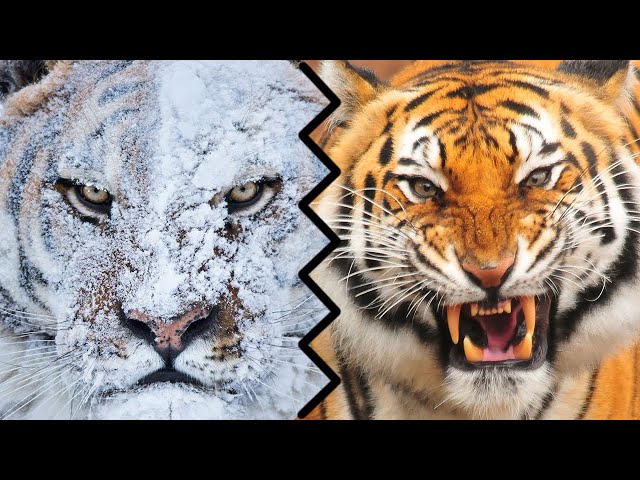 SIBERIAN TIGER VS BENGAL TIGER - Who Would Win?