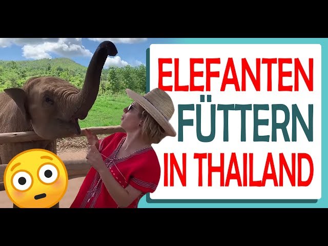 Ich füttere den Elefanten! 🐘in Thailand 🇹🇭 (Akkusativ: N-Deklination)! 🧐