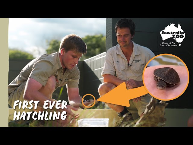 Irwin’s turtle - An exciting update! | Australia Zoo Life