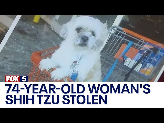 74-year-old woman's Shih Tzu stolen in Brooklyn