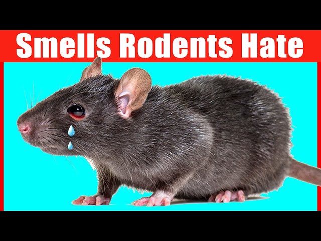12 Smells that Mice and Rats Hate (#1 is Unbelievable)