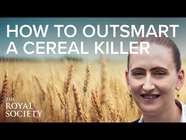 What would a world without wheat be like? | The Royal Society