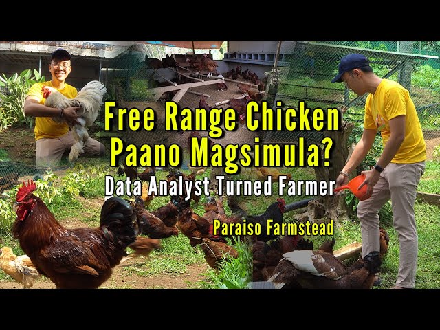 Free Range Chicken - Paano Magsimula? Data Analyst na Zoom, Naging Farmer Part 1