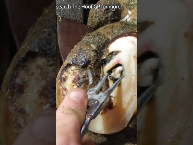 PULLING a HUGE TOOTH OUT OF A COWS HOOF