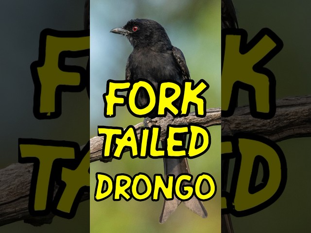 Fork-Tailed Drongo a Trickster of The Bush #drongo #birding #birdphotography