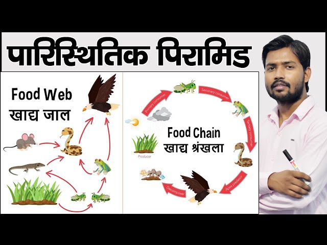 आहार श्रृंखला क्या है तथा पिरामिड | Food Chains in Hindi