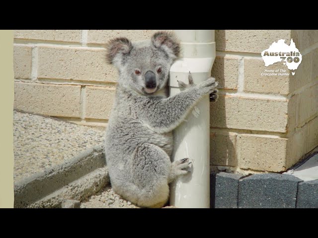 Koala found clinging to a down pipe! | Wildlife Warriors Missions
