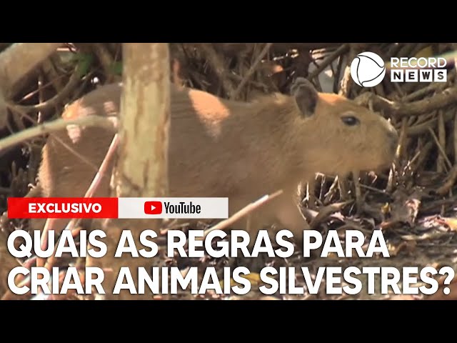 Saiba as regras para criação de animais silvestres no Brasil