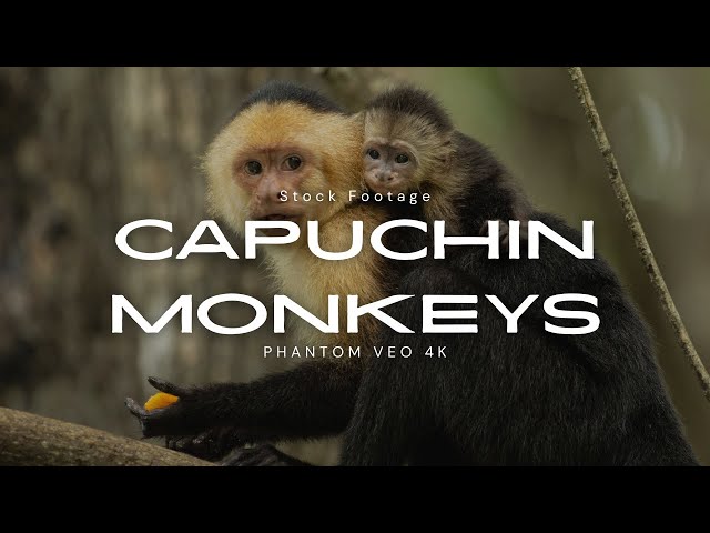 Monkeys Jumping (Phantom Veo 4k)