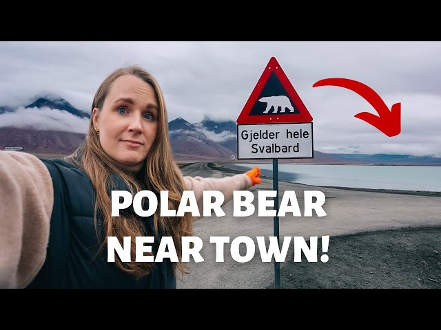 a POLAR BEAR is super close to OUR TOWN | How Longyearbyen handles Polar Bears on Svalbard