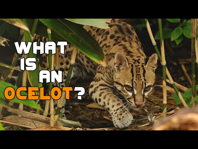 What is an Ocelot?