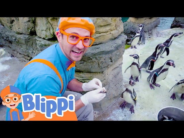 Blippi's Penguin Playtime! | Blippi Educational Videos | Party Playtime!