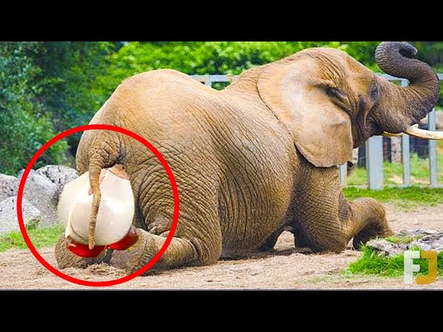 10 Crazy Ways Animals Give Birth