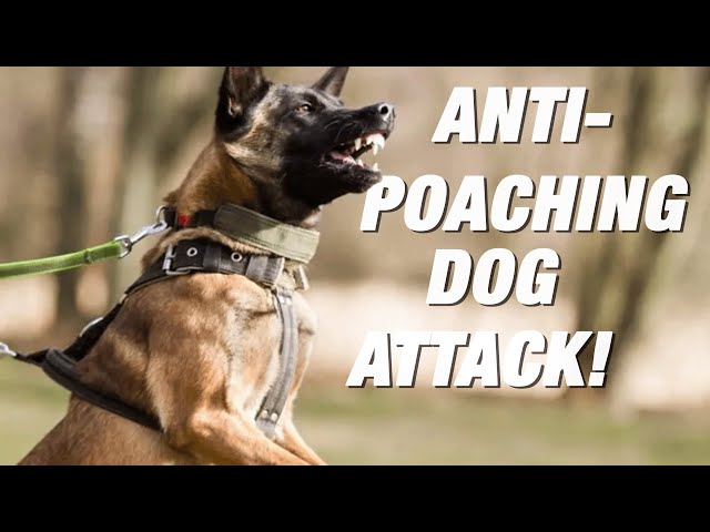 An Anti-Poaching Dog ATTACKED me!