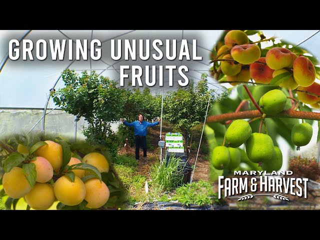 This Orchard Has (Almost) Everything!  |  MD F&H