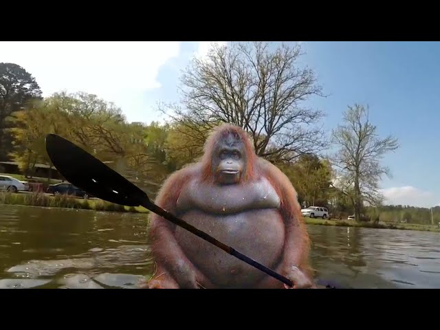 fat guy in canoe returns to monke