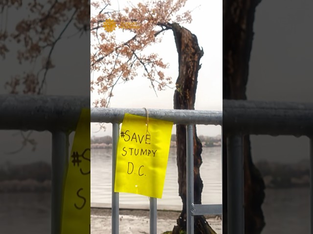 Saying goodbye to Stumpy, beloved Cherry Blossom tree at D.C.'s Tidal Basin #shorts