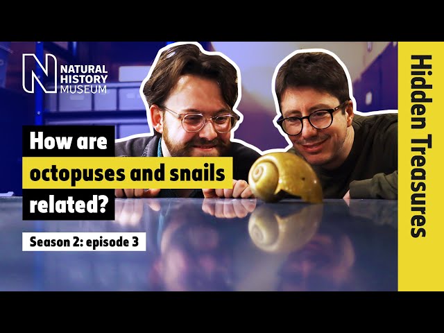 Mysterious molluscs: from tiny snails to Darwin’s favourite octopus | Hidden Treasures | S2E3