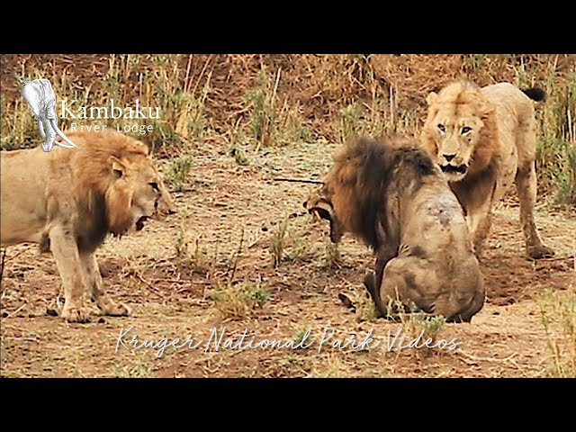 Final Fight of the Lion King Full Video
