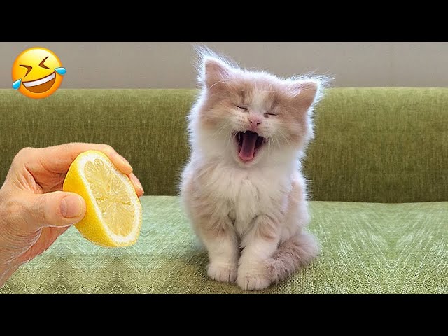 New Funny Animals 🤣 Funniest Cats and Dogs Videos 😺🐶 Part 16