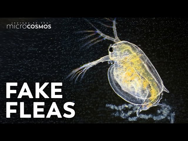 Water Fleas: Look Weird, Adapt Weirder