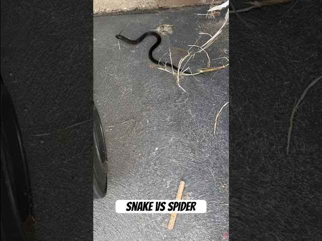 Snake vs spider