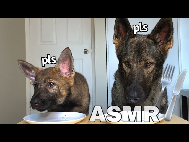 Dog & Puppy Review Raw Foods | Part 2