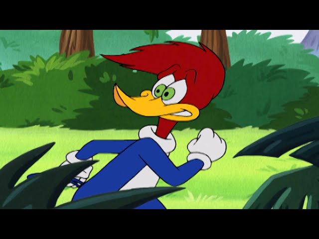 Woody Escapes the Jungle | Woody Woodpecker