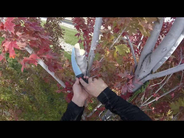 Structure Pruning an Autumn Blaze Maple