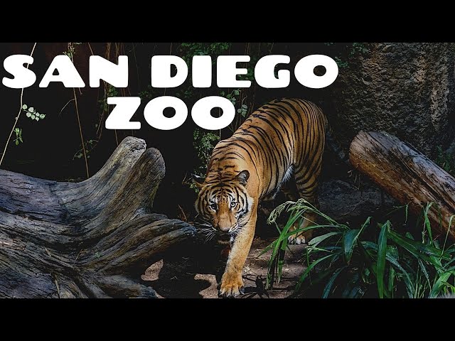 San Diego Zoo - Walking Tour 4K
