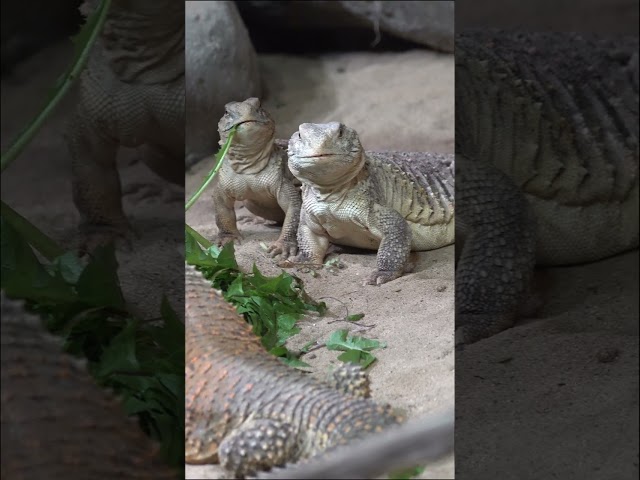 Iguanas Having Lunch. Prague Zoo