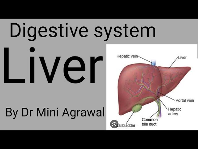 Function of liver | by Dr Mini Agrawal| for nursing|Paramedical