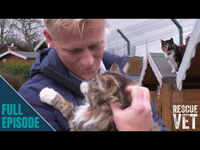 Cutest cat retirement village stops elderly cats from being put down | Rescue Vet with Dr Scott