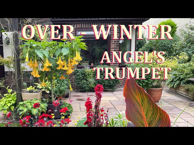 How to Over-Winter Brugmansia - Angel's Trumpet